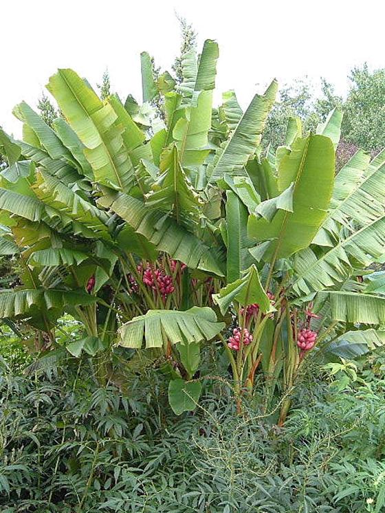 معرفی و راهنمای پرورش درختان میوه - موز صورتی